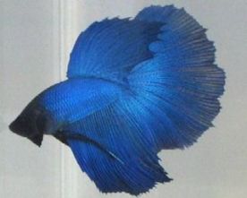Betta