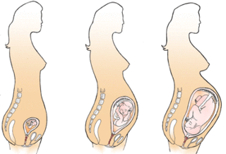Stages-of-Pregancy