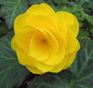 Yellow_begonia